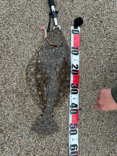 ヒラメの釣果