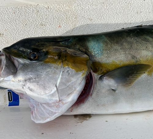 ヒラマサの釣果