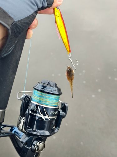 メゴチの釣果