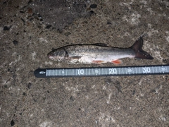 ウグイの釣果