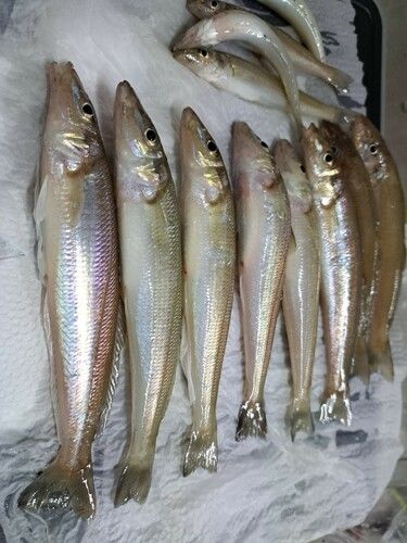 キスの釣果