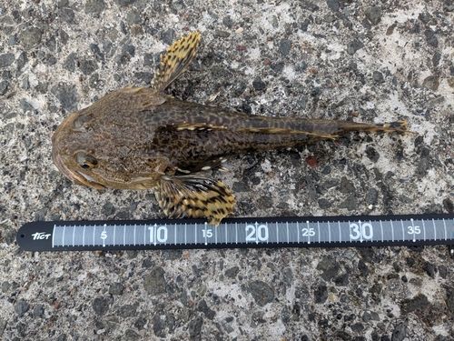 カジカの釣果