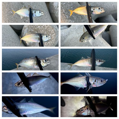マアジの釣果