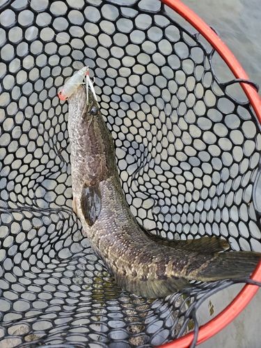 静岡県で釣れたライギョの釣り・釣果情報 - アングラーズ | 釣果600万