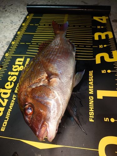 タイの釣果