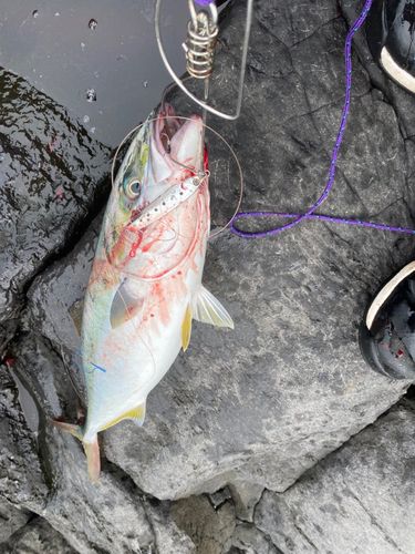 イナダの釣果