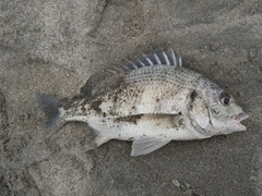 キビレの釣果