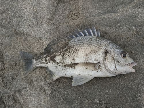 キビレの釣果
