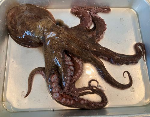 タコの釣果