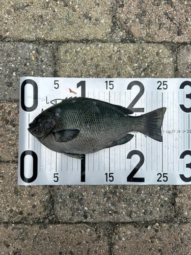 グレの釣果