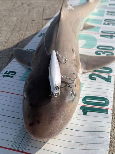 シロザメの釣果