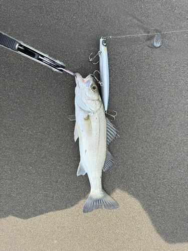セイゴ（マルスズキ）の釣果