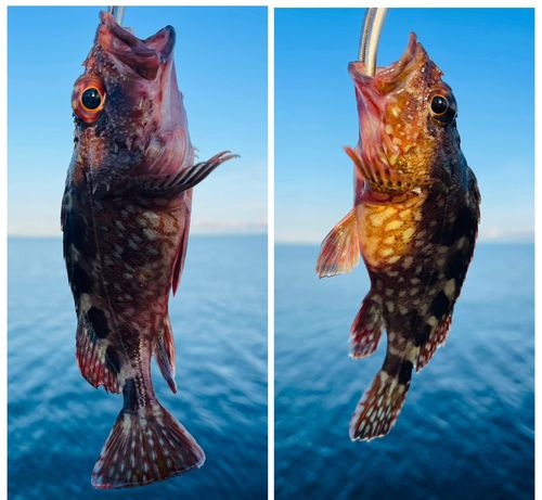カサゴの釣果