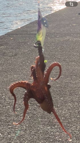 タコの釣果