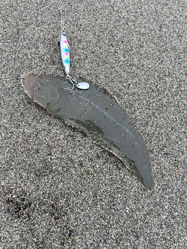 シタビラメの釣果