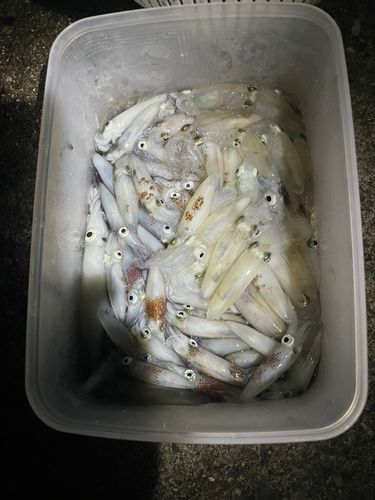 ヒイカの釣果