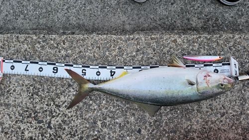 ワラサの釣果