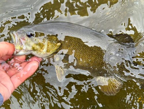 スモールマウスバスの釣果