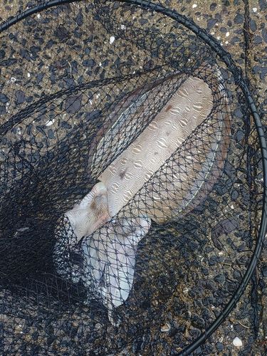 コウイカの釣果