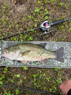 ブラックバスの釣果