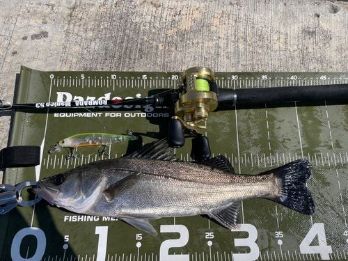 シーバスの釣果