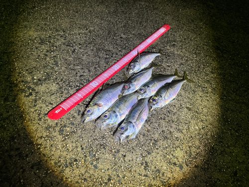 アジの釣果