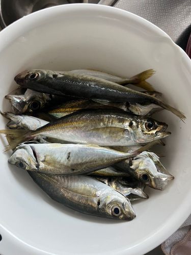 アジの釣果