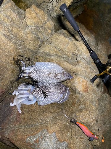 モンゴウイカの釣果