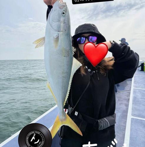 イナダの釣果