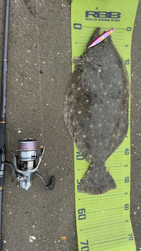 ヒラメの釣果
