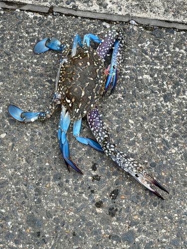 タイワンガザミの釣果