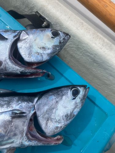 ソウダガツオの釣果