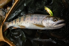 ヤマメの釣果