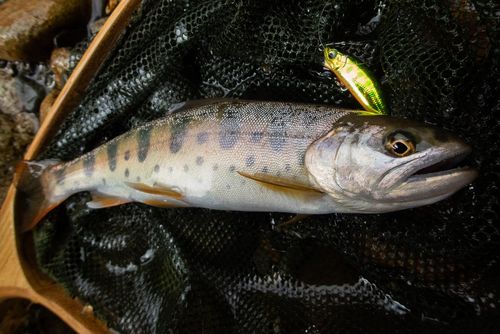 ヤマメの釣果