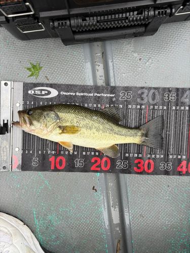 新川（浜松）で釣れたラージマウスバスの釣り・釣果情報