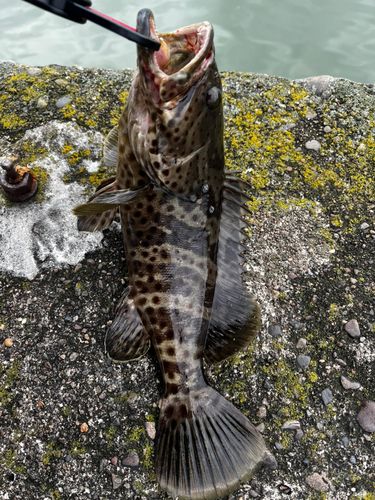 チャイロマルハタの釣果