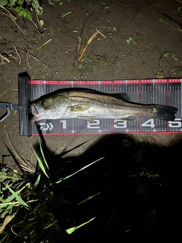 フッコ（マルスズキ）の釣果
