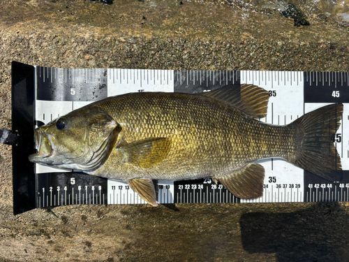 スモールマウスバスの釣果