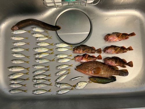 キジハタの釣果