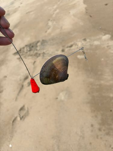 釣果