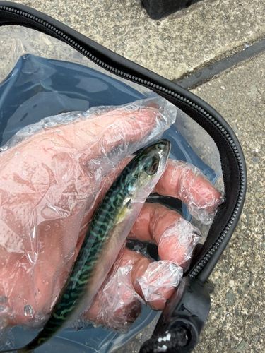 サバの釣果