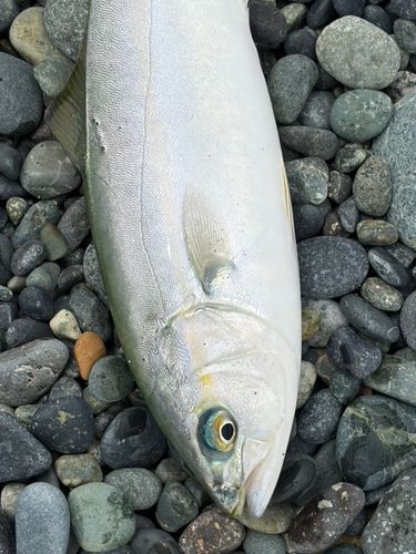 ワカシの釣果