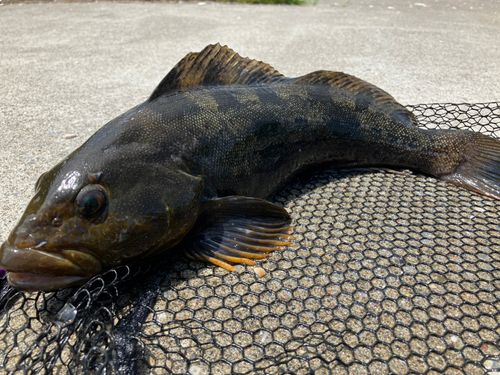 アイナメの釣果