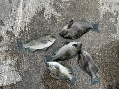 グレの釣果