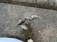 グレの釣果