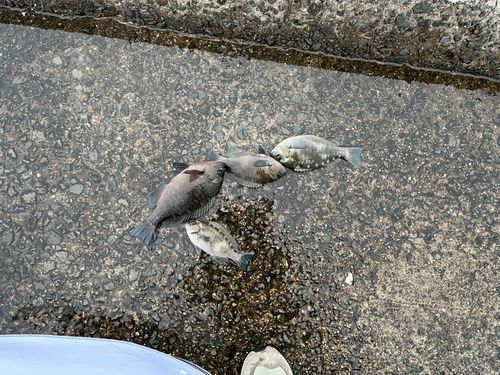 グレの釣果