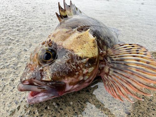 カサゴの釣果