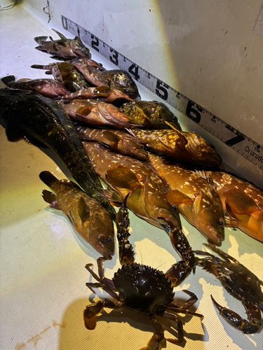 キジハタの釣果
