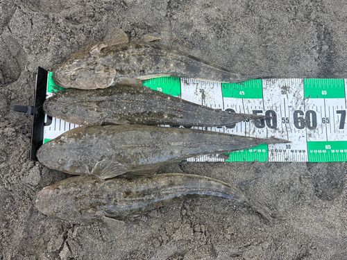 マゴチの釣果