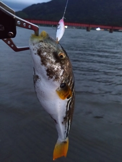 シマフグの釣果